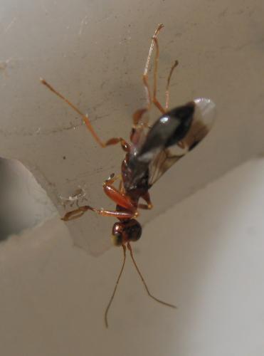 Réf. 60 308 : Dryinus collaris