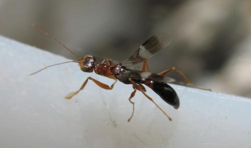 Réf. 60 309 : Dryinus collaris