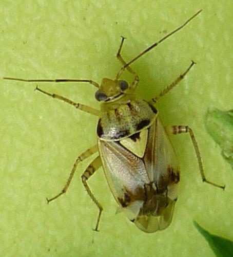Réf. 60 555 : Lygus sp.