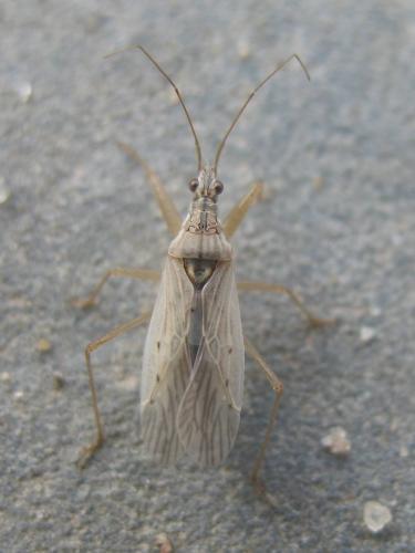 Nabis sp.