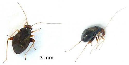 Réf. 60 587 : Halticus luteicollis