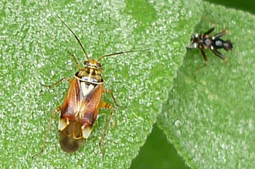 Lygus sp.