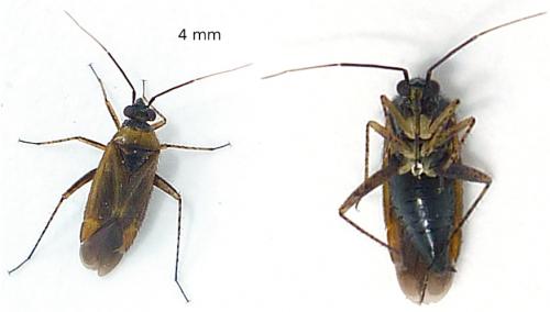 Réf. 60 588 : Plagiognathus arbustorum