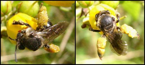 Réf. 60 591 : Macropis sp.