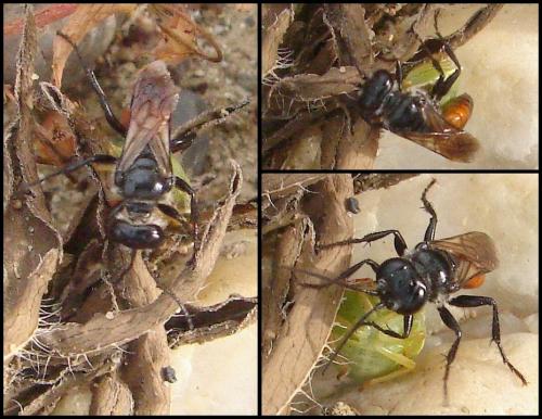 Astata sp.