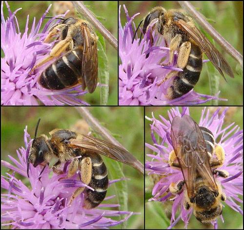 Halictus quadricinctus