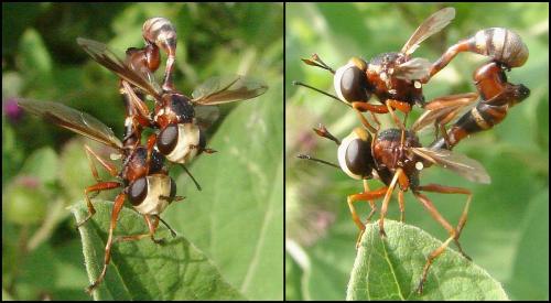Réf. 60 230 : Physocephala vittata