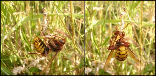 Vespa crabro