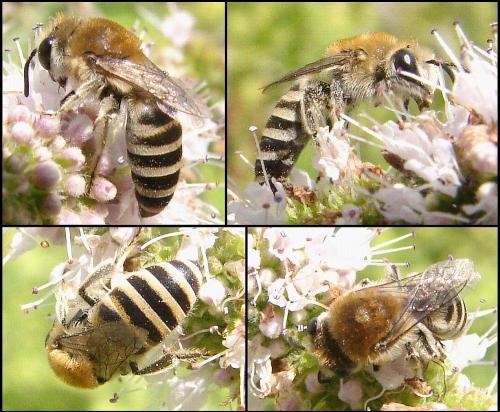 Colletes sp.