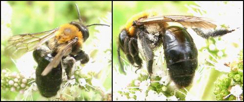 Réf. 60 903 : Andrena thoracica