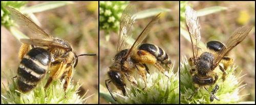Andrena flavipes
