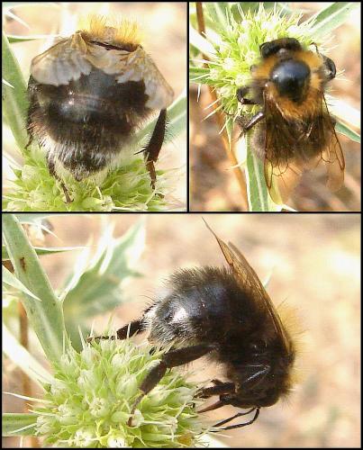 Bombus hypnorum