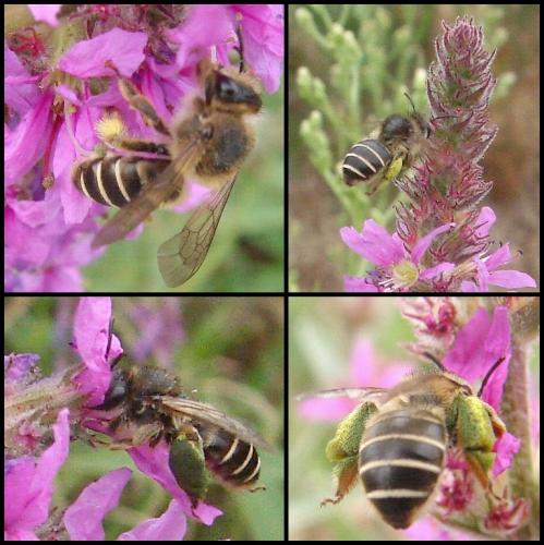 Melitta nigricans