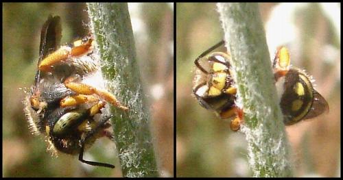Réf. 60 435 : Anthidium oblongatum