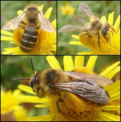 Dasypoda sp.