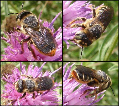 Lithurgus chrysurus
