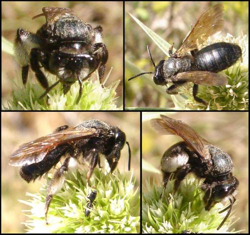 Andrena pilipes