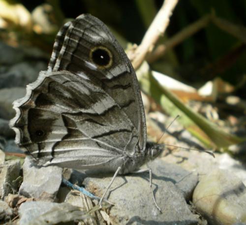 Réf. 60 260 : Hipparchia fidia