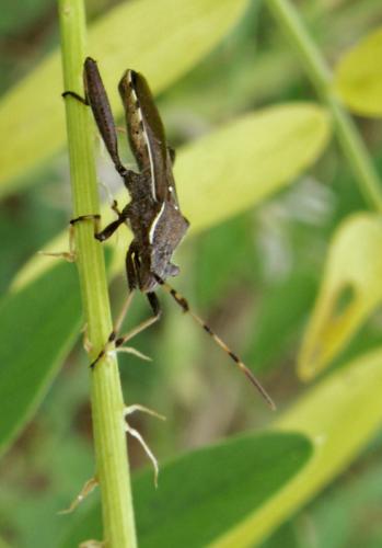 Camptopus lateralis