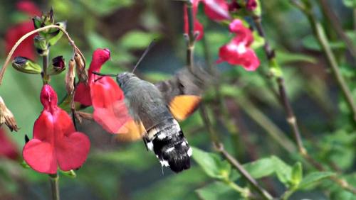 Macroglossum stellatarum