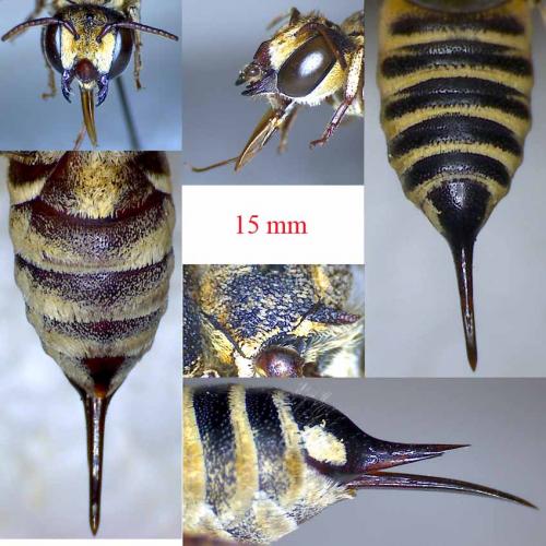 Réf. 60 913 : Coelioxys acanthura