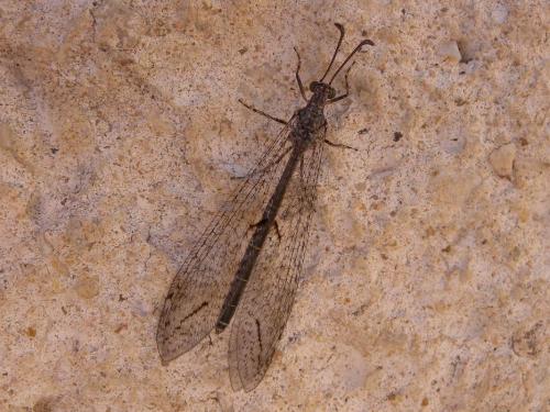 Neuroleon nemausiensis