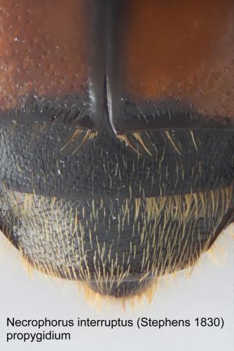 Réf. 60 939 : Nicrophorus interruptus
