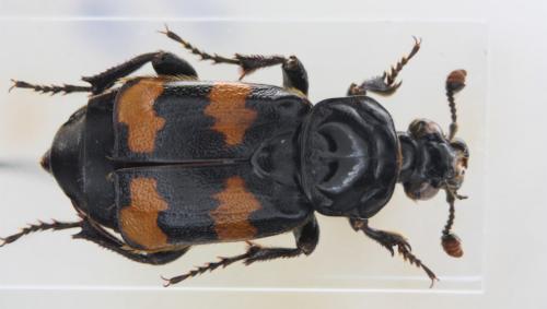 Réf. 60 940 : Nicrophorus interruptus