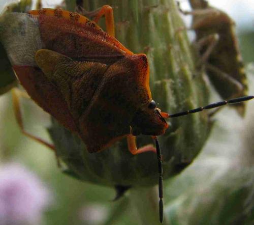 Carpocoris purpureipennis