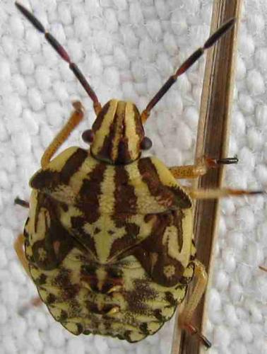 Réf. 60 088 : Carpocoris sp.