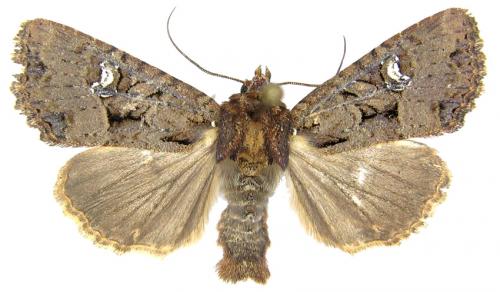 Réf. 60 744 : Mesapamea sp.