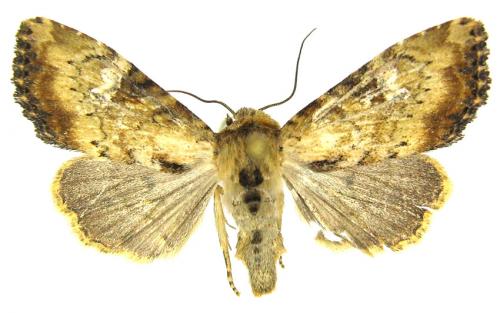 Réf. 60 762 : Apamea scolopacina