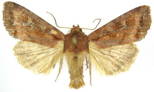 Réf. 60 764 : Lacanobia splendens
