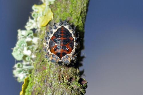 Réf. 60 146 : Exochomus quadripustulatus