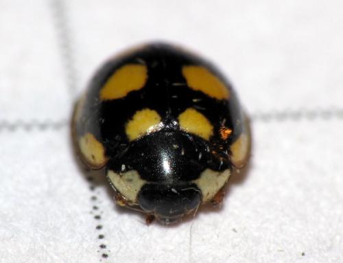 Oenopia lyncea