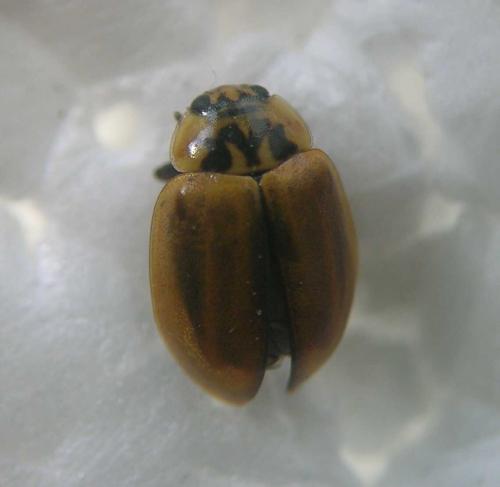 Aphidecta obliterata