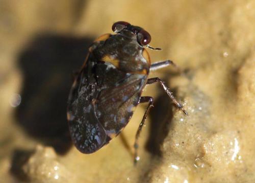Ochterus marginatus