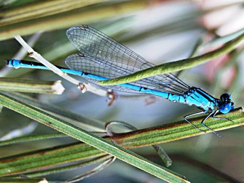 Erythromma lindenii