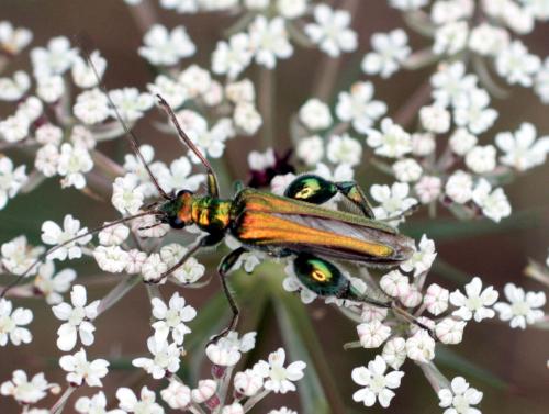 Réf. 60 376 : Oedemera nobilis