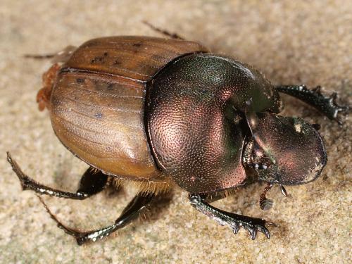 Onthophagus coenobita