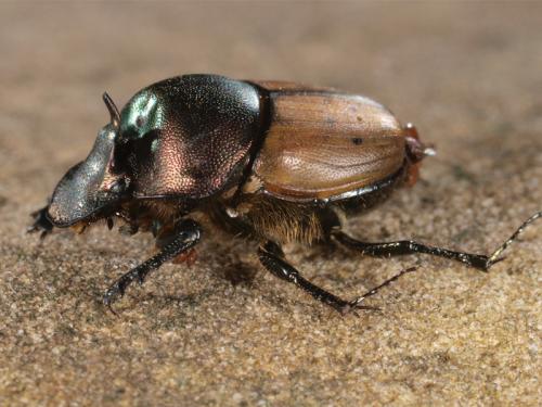 Onthophagus coenobita
