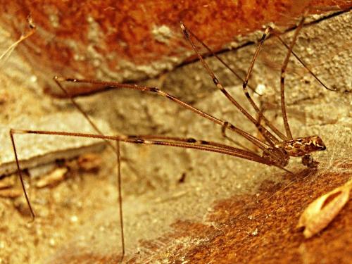 Holocnemus pluchei