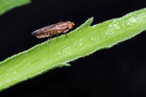 Opomyza petrei