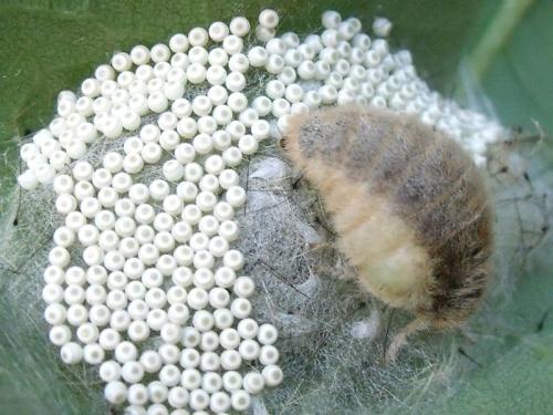 Orgyia antiqua