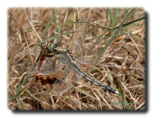 Orthetrum albistylum