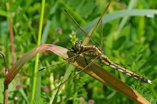 Réf. 60 333 : Orthetrum albistylum