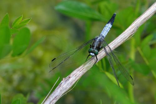 Réf. 60 334 : Orthetrum albistylum