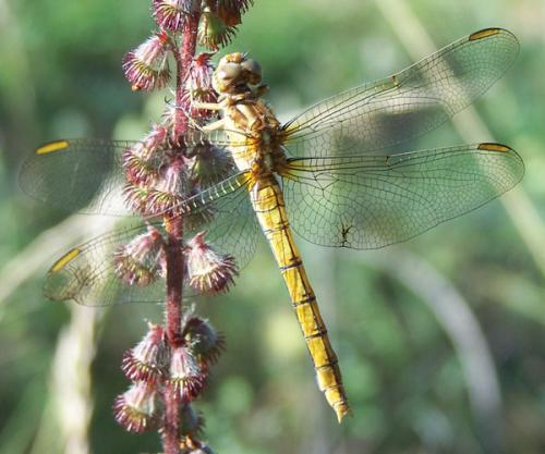 Réf. 60 120 : Orthetrum coerulescens