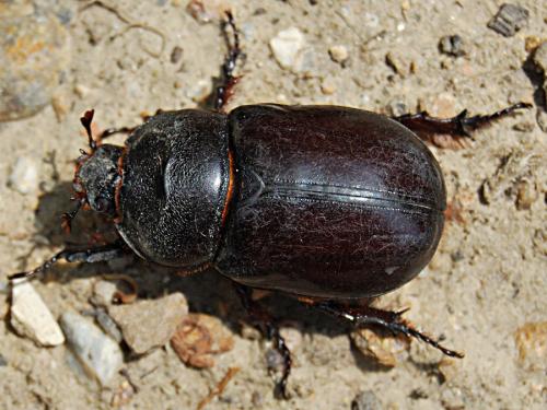 Réf. 60 052 : Oryctes nasicornis