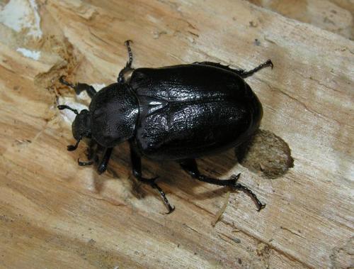 Osmoderma eremita